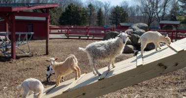 De ce nu mai sunt profitabile fermele de animale. Tot mai mulţi proprietari vor să le vândă - 3