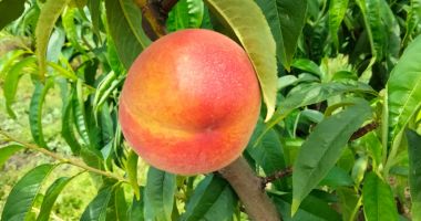 Cum înfiinţezi o livadă de pomi fructiferi ca să aduni profit - 3