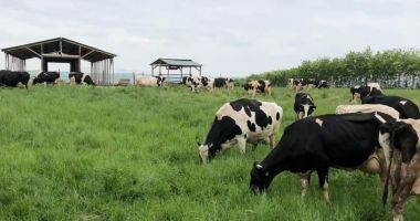 Gustul adevărat al laptelui. Dozatoarele de lapte, o afacere profitabilă pentru producătorii mici - 2