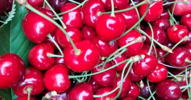 Cum înfiinţezi o livadă de pomi fructiferi ca să aduni profit - 4