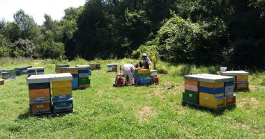 Mierea a devenit produs de lux. Scumpirile şi vremea capricioasă au făcut-o de neatins - 4