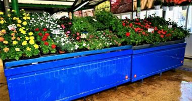 Constănţenii, sfătuiţi să cumpere de la producătorii locali. Dar unde sunt aceştia? - 5