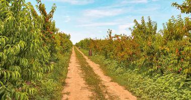 Cum înfiinţezi o livadă de pomi fructiferi ca să aduni profit - 5