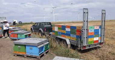 Mierea a devenit produs de lux. Scumpirile şi vremea capricioasă au făcut-o de neatins - 5