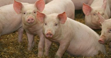 Stire din Economie : Porcul, la mare căutare în această perioadă. Atenţie de unde-l cumpăraţi şi cu cât!