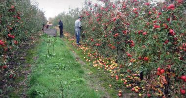 Stire din Economie : Ministerul Agriculturii acordă ajutoare excepționale producătorilor agricoli din sectorul vegetal