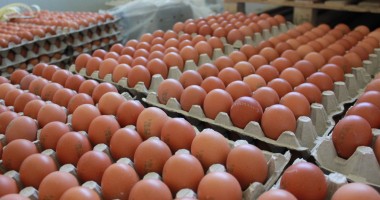 Galerie Foto - În vizită la ferma de găini fericite de la Lumina - 2