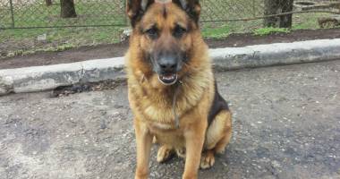 Băiețel surdo-mut dispărut, găsit cu ajutorul a doi câini-polițiști eroi - 4