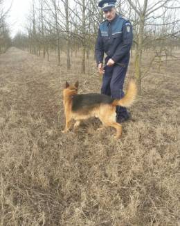 Băiețel surdo-mut dispărut, găsit cu ajutorul a doi câini-polițiști eroi - 2