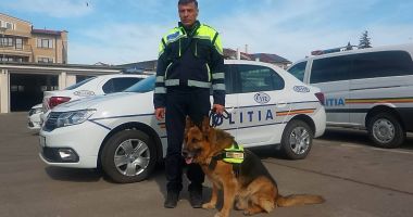 Stire din Eveniment : Câinii polițiști ai Constanței. Loiali și dresați să atace la comandă!