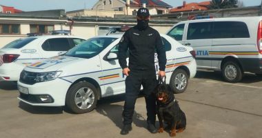Câinii polițiști ai Constanței. Loiali și dresați să atace la comandă! - 2