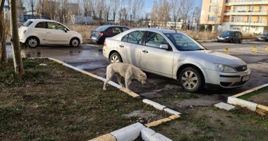 Haite de câini, „de pază” pe plaja Mamaia. „Pun în pericol viaţa trecătorilor!” - 3