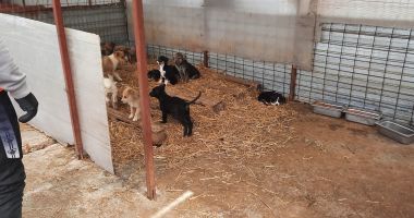 Dispar maidanezii? Viceprimarul Ionuţ Rusu: "Vrem să construim un adăpost pentru câini cu 500 de locuri" - 5