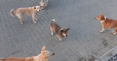 Constanţa, sub teroarea a 6.000 de maidanezi! „Putem avea câteva hectare, că locurile tot insuficiente vor fi” - 3