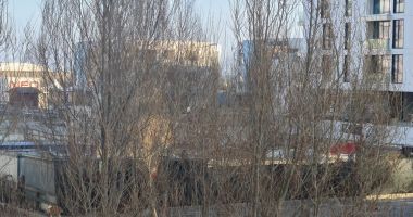 Haite de câini, „de pază” pe plaja Mamaia. „Pun în pericol viaţa trecătorilor!” - 5