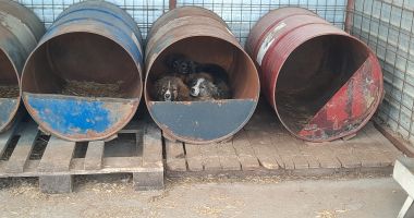 Dispar maidanezii? Viceprimarul Ionuţ Rusu: "Vrem să construim un adăpost pentru câini cu 500 de locuri" - 3