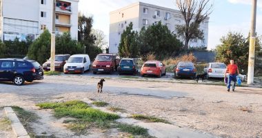 Feriţi-vă de furia haitelor de câini ce patrulează prin cartierele Constanţei! "Nu mai avem unde să-i băgăm" - 2