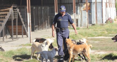 Stire din Eveniment : Câinii - polițiști de frontieră, cei mai buni în găsirea drogurilor