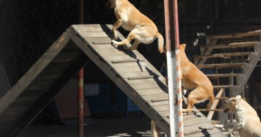 Câinii - polițiști de frontieră, cei mai buni în găsirea drogurilor - 2