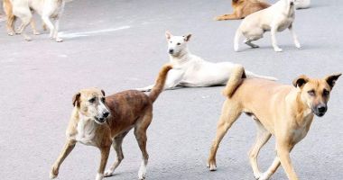 Situaţie îngrijorătoare la Constanţa! Peste 900 de oameni, "compostați" de maidanezi - 2