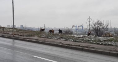 Haitele de maidanezi pun stăpânire pe străzile Constanței - 3