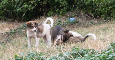 Când ies hingherii pe străzile din Constanţa? „Nu mai putem cu atâţia maidanezi în jurul nostru!” - 3