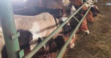 Viitorul cailor abandonați la Techirghiol: vor ajunge la un ONG și la Delfinariu - 2