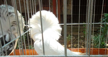Galerie FOTO. Crescătorul de porumbei din Constanța ajuns campion - 4