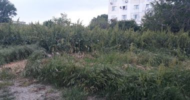 Salvați zona „Energia”! A devenit raiul buruienilor și locul de păscut al caprelor - 3