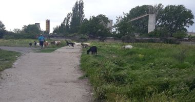 Salvați zona „Energia”! A devenit raiul buruienilor și locul de păscut al caprelor - 4