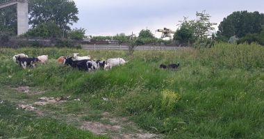 Salvați zona „Energia”! A devenit raiul buruienilor și locul de păscut al caprelor - 5