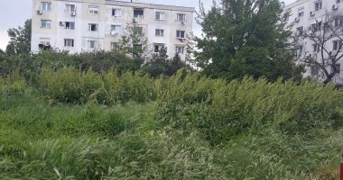 Salvați zona „Energia”! A devenit raiul buruienilor și locul de păscut al caprelor - 6
