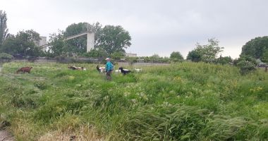 Salvați zona „Energia”! A devenit raiul buruienilor și locul de păscut al caprelor - 2
