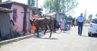 Focar de infecție în cartierul Palas.  Cine și de ce i-o fi adus pe romi acolo… - 7