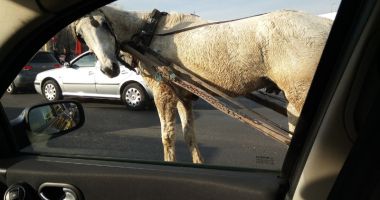 Lovitură grea pentru căruțașii din Constanța. "Coșmarul" șoferilor, în atenția polițiștilor - 3