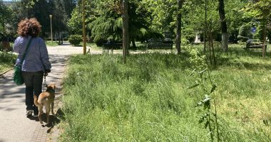 Constanţa, raiul bălăriilor! „Ne-au năpădit şopârlele!” Ce soluții are primăria - 2