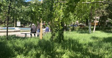 Constanţa, raiul bălăriilor! „Ne-au năpădit şopârlele!” Ce soluții are primăria - 3