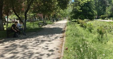 Constanţa, raiul bălăriilor! „Ne-au năpădit şopârlele!” Ce soluții are primăria - 4