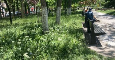 Constanţa, raiul bălăriilor! „Ne-au năpădit şopârlele!” Ce soluții are primăria - 5