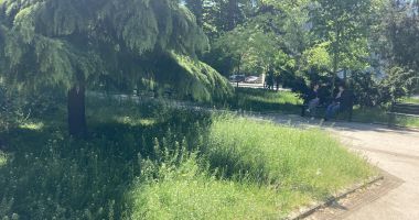 Constanţa, raiul bălăriilor! „Ne-au năpădit şopârlele!” Ce soluții are primăria - 7
