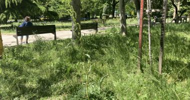 Constanţa, raiul bălăriilor! „Ne-au năpădit şopârlele!” Ce soluții are primăria - 8