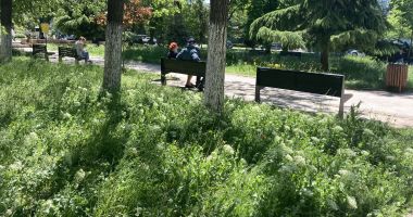 Constanţa, raiul bălăriilor! „Ne-au năpădit şopârlele!” Ce soluții are primăria - 9