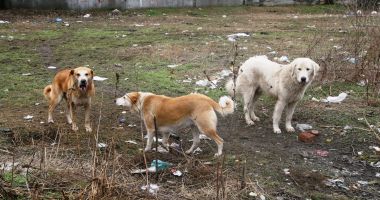 Constănţenii, la cheremul maidanezilor! „Suntem bătaia de joc a autorităţilor!” - 3