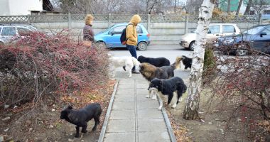 Constănţenii, la cheremul maidanezilor! „Suntem bătaia de joc a autorităţilor!” - 2