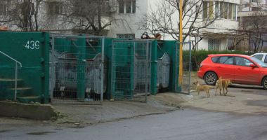 Constănţenii, la cheremul maidanezilor! „Suntem bătaia de joc a autorităţilor!” - 4