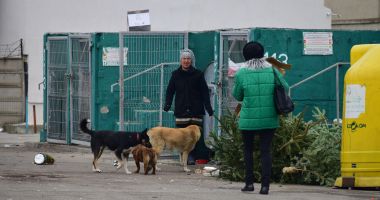 Constănţenii, la cheremul maidanezilor! „Suntem bătaia de joc a autorităţilor!” - 5