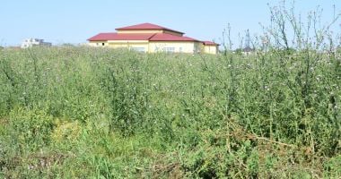 Locuitorii din Cumpăna, somaţi să tundă iarba din apropierea gospodăriilor - 3
