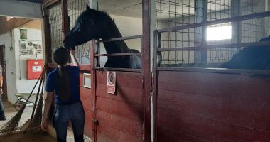 Lucrările pentru extinderea Delfinariului Constanța stagnează în această vară - 4