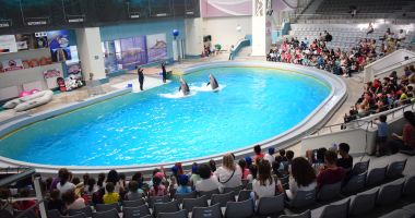 Stire din Social : Investiții la Delfinariu, Planetariu și Acvariu. Delfinii, hrăniți cu capelin din Franța!