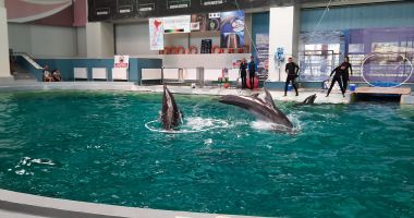 Show spectaculos la Constanţa. "Delfinii au avut demonstraţii excepţionale, cum nu am mai văzut nicăieri în Europa" - 4